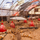 Illustration for article titled Farmer Turns an Old Star Wars Billboard Into Greatest Chicken Coop Ever